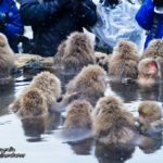 This is how close you can get to the Macaques of Jigokudani Monkey Park.