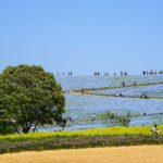 Nemophila bloom at Hitachi Seaside Park in Hitachinaka, Ibaraki