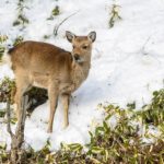 Wild Sika caught on camera on the road up to Utsukushigahara Plateau