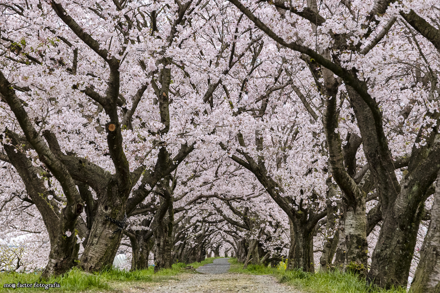 2020 Sakura Festival Cancellations