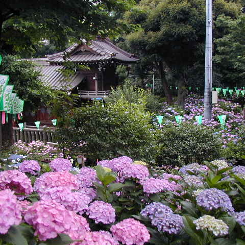 Hakusan shrine - Photo Courtesy of NAVER まとめ